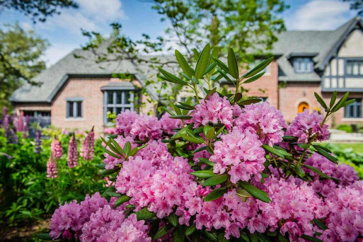 Rhododendrons in front of the brick and timber house