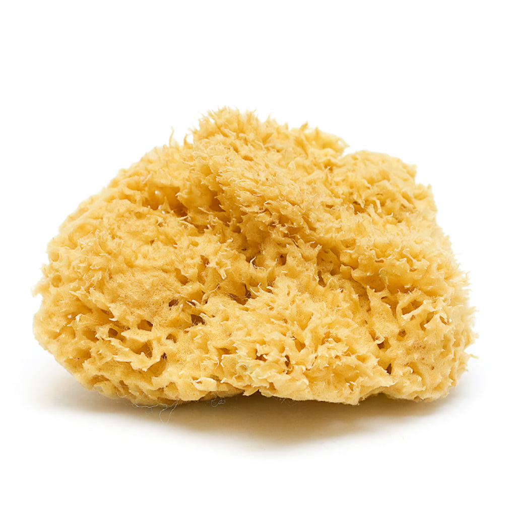 Natural Sea Sponge for Cleaning and Painting