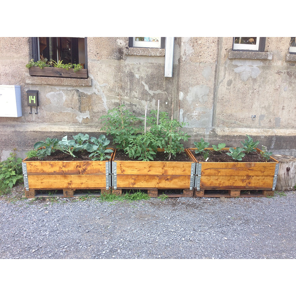 Raised bed garden made from Collapsible Stackable Box, treated with Pine Tar and Purified Linseed Oil.